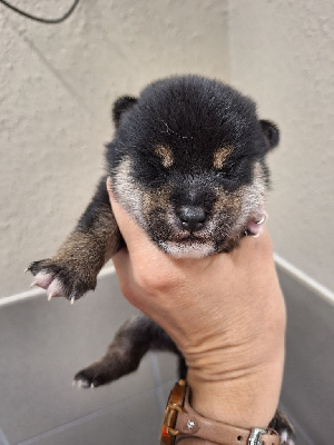 Les chiots de Shiba