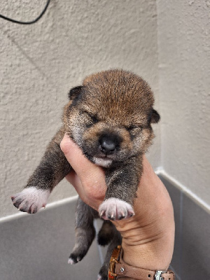 Les chiots de Shiba