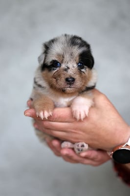 Les chiots de Berger Australien