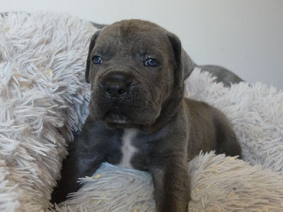 Les chiots de Cane Corso