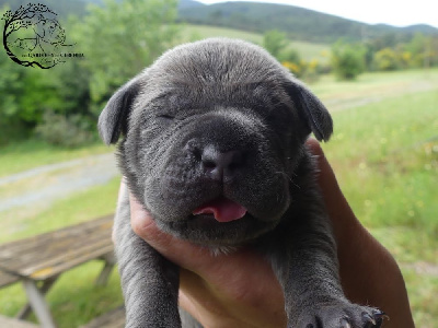 Les chiots de Cane Corso
