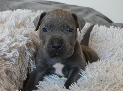 Les chiots de Cane Corso