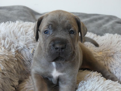 Les chiots de Cane Corso