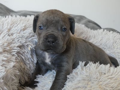 Les chiots de Cane Corso