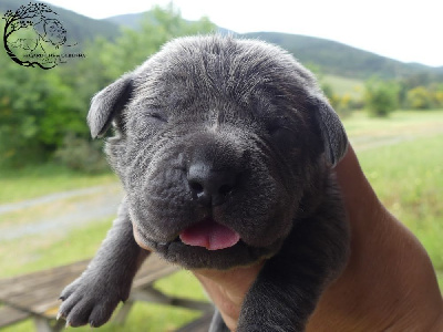 Les chiots de Cane Corso