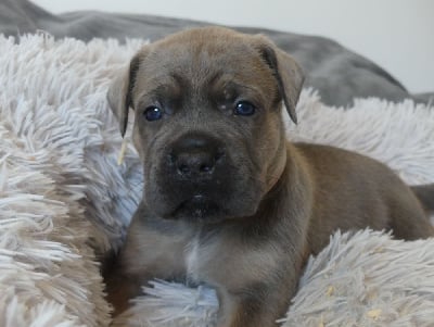 Les chiots de Cane Corso
