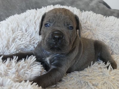 Les chiots de Cane Corso