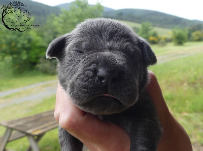 Les chiots de Cane Corso