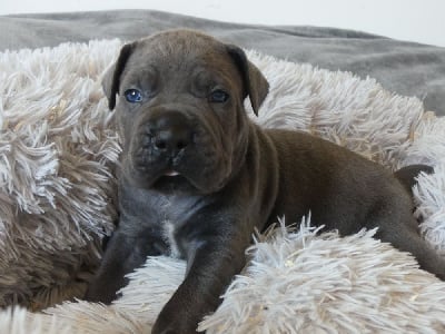 Les chiots de Cane Corso