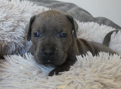 Les chiots de Cane Corso