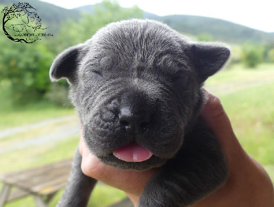 Les chiots de Cane Corso