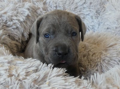 Les chiots de Cane Corso