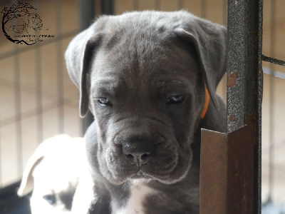 Les chiots de Cane Corso
