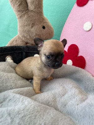 Les chiots de Chihuahua