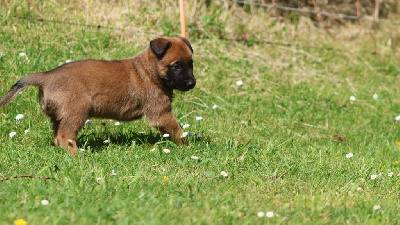 Les chiots de Berger Belge