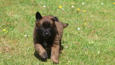 Les chiots de Berger Belge