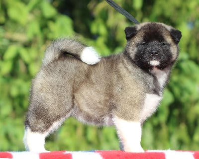 Les chiots de Akita americain