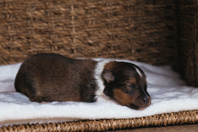 Les chiots de Shetland Sheepdog