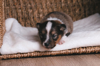 Les chiots de Shetland Sheepdog