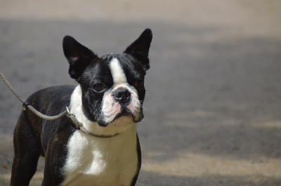 Les chiots de Boston Terrier