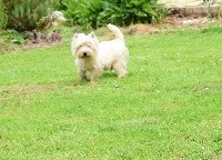 Étalon West Highland White Terrier - Little dog du Rêve de la patte d'or