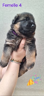 Les chiots de Berger Allemand
