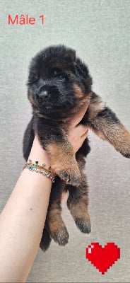 Les chiots de Berger Allemand