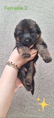 Les chiots de Berger Allemand