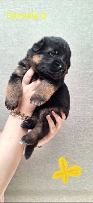 Les chiots de Berger Allemand