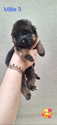 Les chiots de Berger Allemand