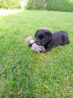 Les chiots de Labrador Retriever