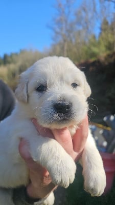 Les chiots de Golden Retriever