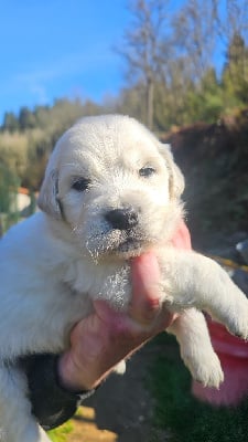 Les chiots de Golden Retriever