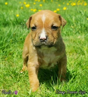 Les chiots de American Staffordshire Terrier