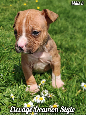 Les chiots de American Staffordshire Terrier