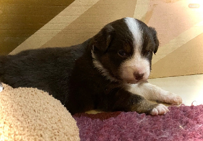 Les chiots de Berger Australien