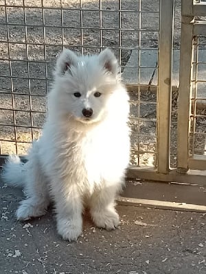 Les chiots de Samoyède
