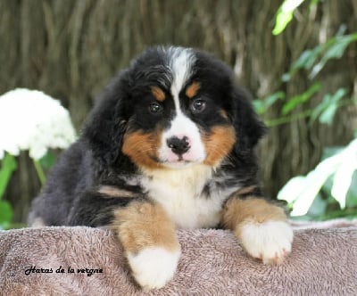 Les chiots de Bouvier Bernois