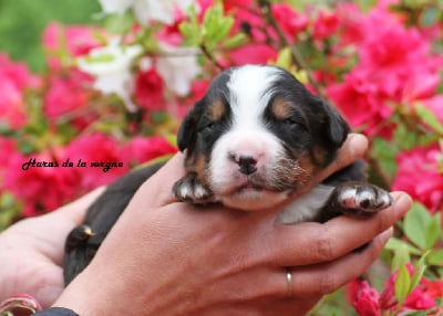 Les chiots de Bouvier Bernois