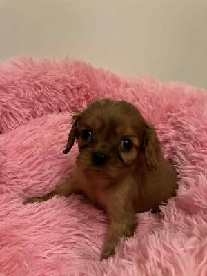 Les chiots de Cavalier King Charles Spaniel