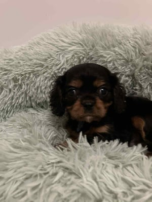 Les chiots de Cavalier King Charles Spaniel