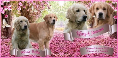 Les chiots de Golden Retriever
