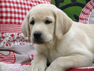 chiot Femelle sable - Labrador Retriever