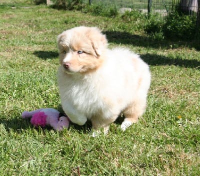 Les chiots de Berger Australien