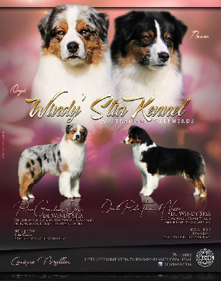 Les chiots de Berger Australien
