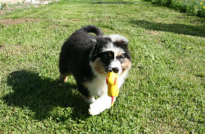 Les chiots de Berger Australien