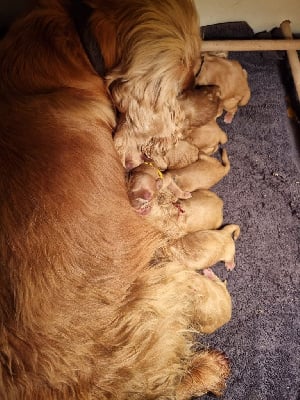 Les chiots de Cocker Spaniel Anglais