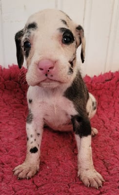 CHIOT 6 - Dogue allemand