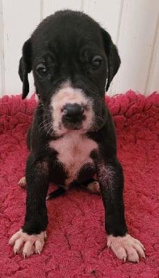 CHIOT 5 - Dogue allemand