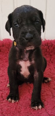 CHIOT 3 - Dogue allemand